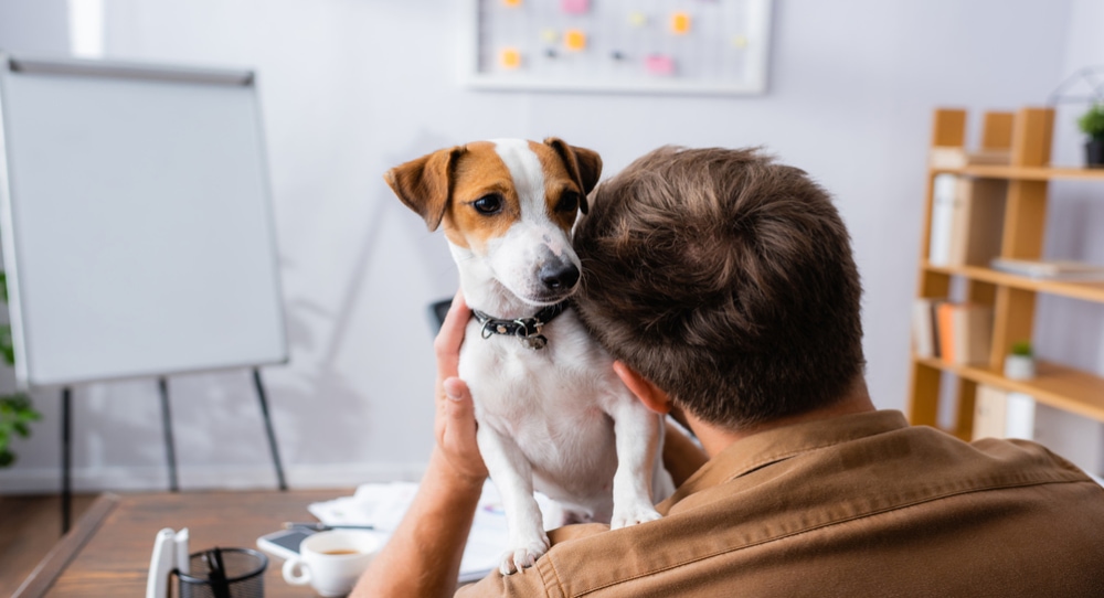 Get Your Pet-Care Business on the Map! 4 Marketing Tips